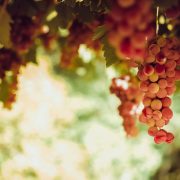 Laser Marking in the Wine Industry